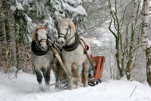 sleigh-ride-horses-the-horse-winter-large